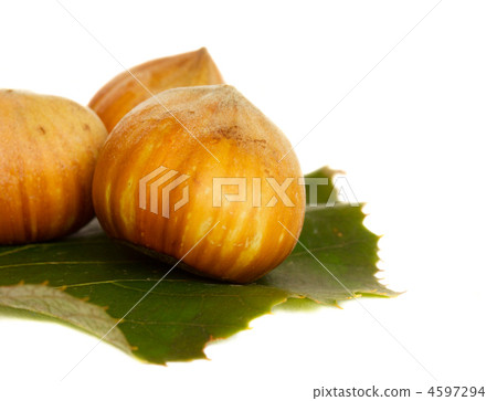 hazel nut 4597294