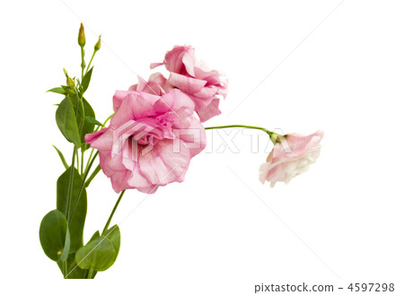 Eustoma 4597298