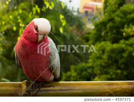 cacatua parrot 4597371