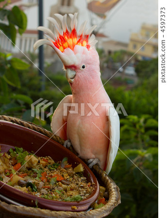 cacatau parrot cacatau parrot 4597373