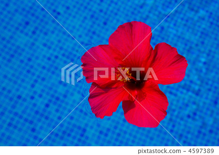 hibiscus flower in fresh water hibiscus flower in fresh water 4597389