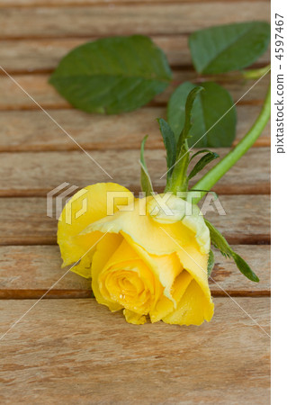 yellow rose yellow rose 4597467