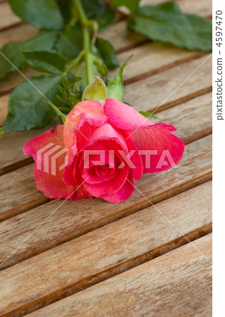 pink rose pink rose 4597470