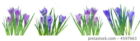 spring crocuses isolated on white spring crocuses isolated on white 4597663