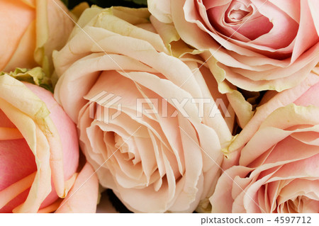 bouquet of roses bouquet of roses 4597712