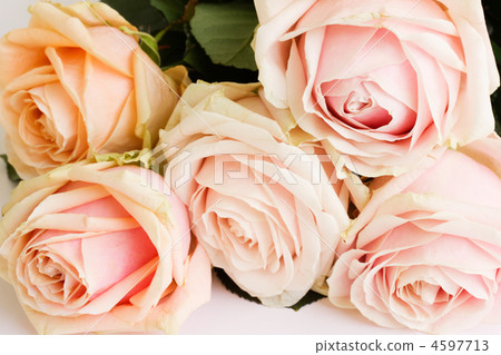 bouquet of roses bouquet of roses 4597713