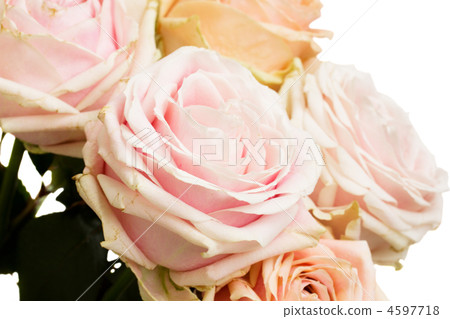 roses border 4597718