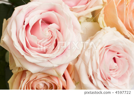 bouquet of roses bouquet of roses 4597722