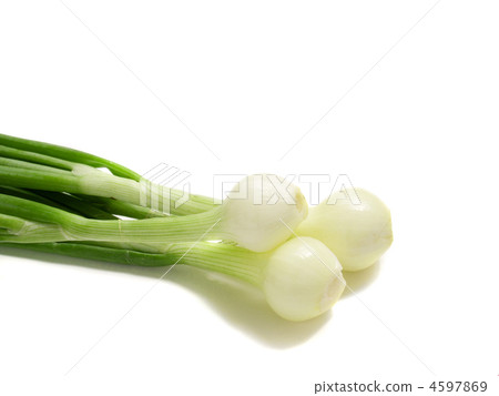 young onion young onion 4597869