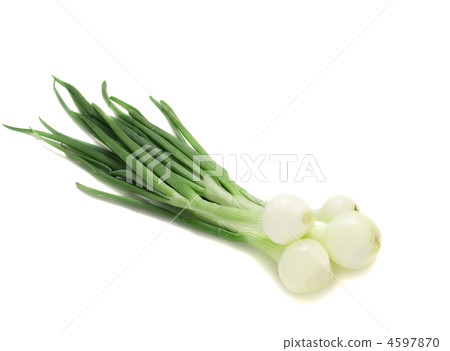 young onion 4597870
