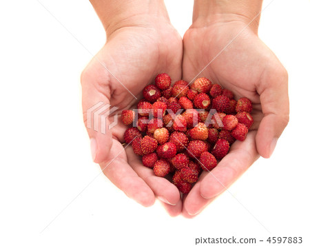 wild strawberries in hands wild strawberries in hands 4597883