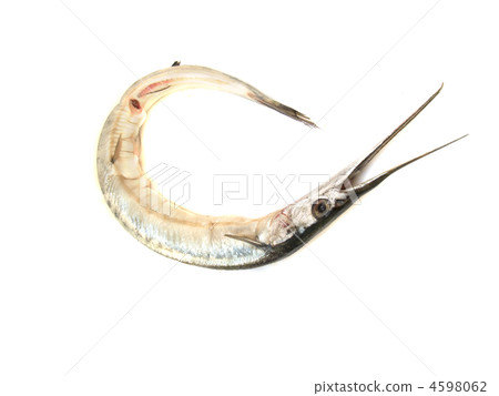 Garfish (Belone belone) raw Garfish (Belone belone) raw 4598062