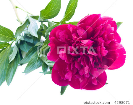 peomy flowers peomy flowers 4598071