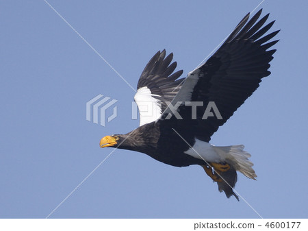 Hanuma的Steller的海鷹 Hanuma的Steller的海鷹 4600177