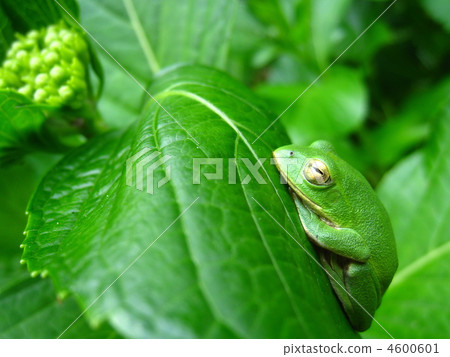Rain frog during a nap 4600601
