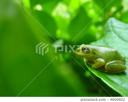 放鬆和放鬆可愛的雨蛙 4600602