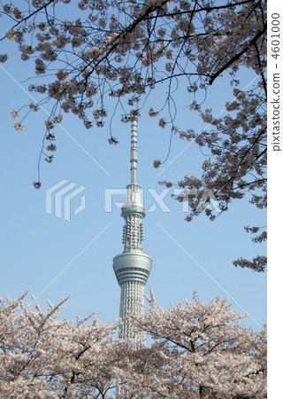 東京天空樹和櫻花垂直(上下櫻花) 東京天空樹和櫻花垂直(上下櫻花) 4601000