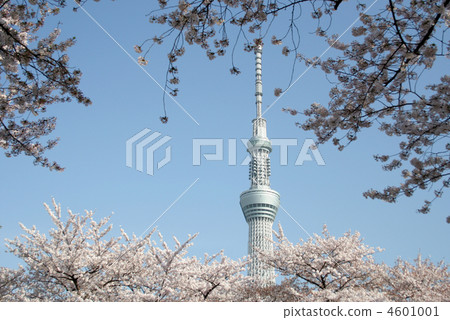 東京晴空塔和櫻花地平線(上下櫻花) 東京晴空塔和櫻花地平線(上下櫻花) 4601001