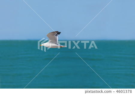 海洋藍色海和飛行飛行 海洋藍色海和飛行飛行 4601378