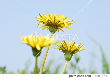 開花在藍天的蒲公英 開花在藍天的蒲公英 4601451