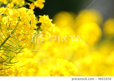 Rapeseed field 4601656
