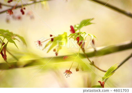 新鮮的綠色百合蜂蜜和鮮花(雌雄同體) 新鮮的綠色百合蜂蜜和鮮花(雌雄同體) 4601703
