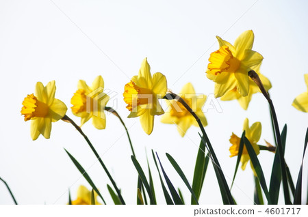 Trumpet Daffodil (yellow) Trumpet Daffodil (yellow) 4601717