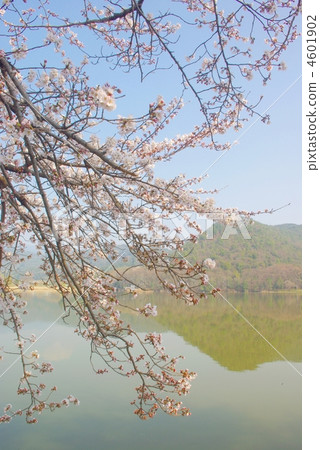 櫻花廣澤池塘 櫻花廣澤池塘 4601902