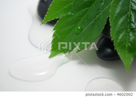 Ashitaba, black stone and water 4602002