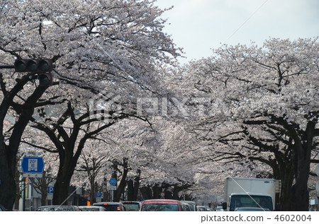 Row of cherry trees 4602004