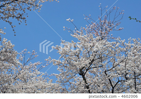 在大宮公園散步大宮·櫻花 4602006