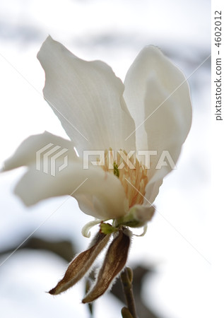 Kobushi花 4602012