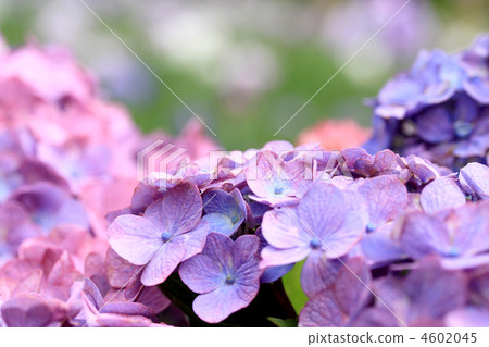 繡球 繡球 4602045