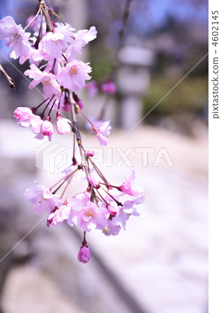 垂枝櫻花 4602145