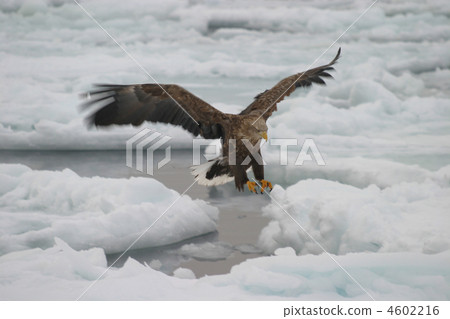 Erotic eagle of drift ice 4602216
