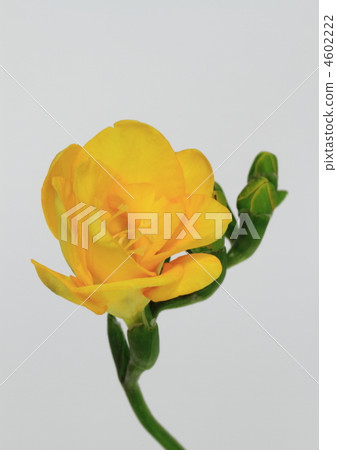 Yellow Freesia 4602222