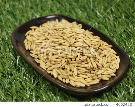 Cat grass seed (oat) Cat grass seed (oat) 4602458