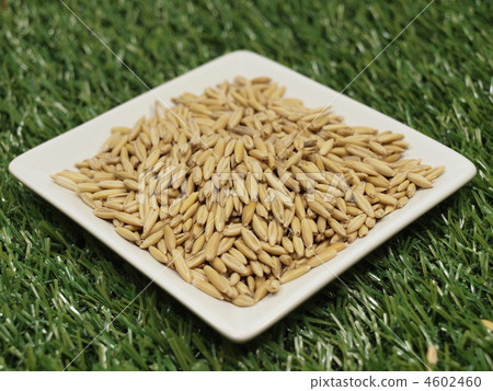 Cat grass seed (oat) Cat grass seed (oat) 4602460