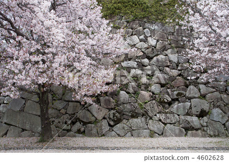 石垣和櫻花 4602628