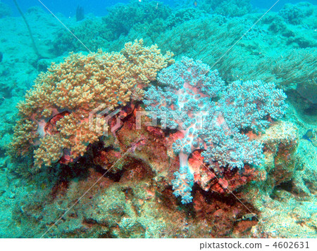 軟珊瑚 軟珊瑚 4602631