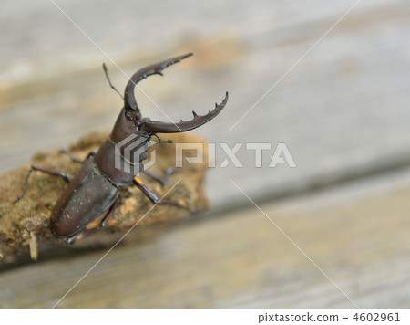 雄鹿甲蟲 4602961