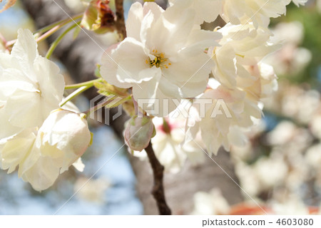 Yellow cherry 4603080