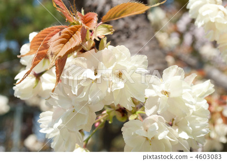 Yellow cherry Yellow cherry 4603083