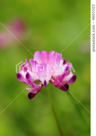 黃芪 黃芪 4603103