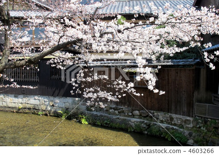 白川的祗園櫻 4603266