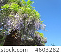 Wisteria trellis 4603282