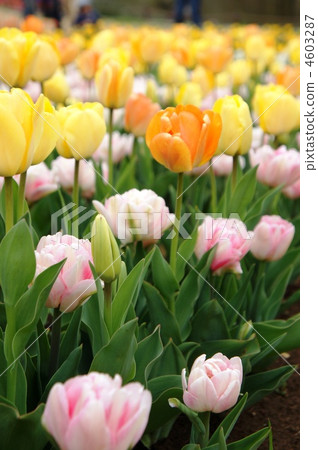 Colorful tulips Colorful tulips 4603287