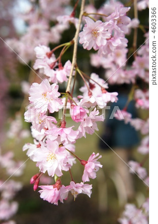 紅枝櫻花 4603366