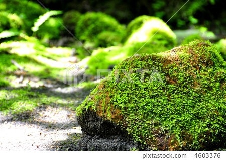 moss-covered rock moss-covered rock 4603376