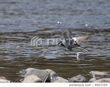 螢火蟲的飛行 4603384